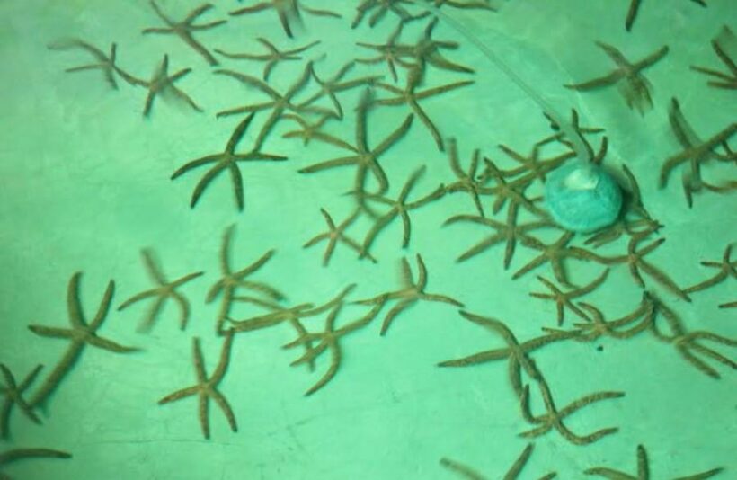 Bus driver caught with nearly 1,000 protected marine creatures