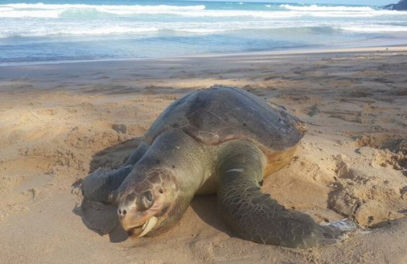 Another dead marine creature washes up on Phuket beach