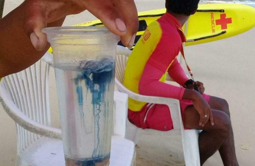 Phuket beachgoers warned of ‘Portuguese Men of War’