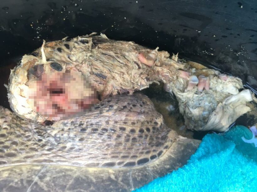 Thai, Russian tourist team up to save injured turtle at Phuket national park