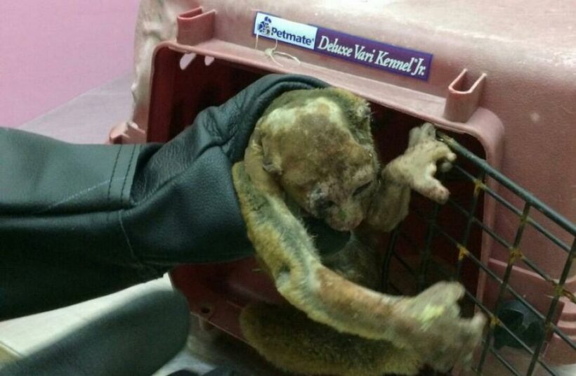 Slow loris recovering from electrocution in Phuket