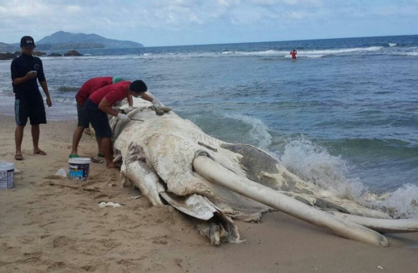 Dead whale washes up at Phuket beach