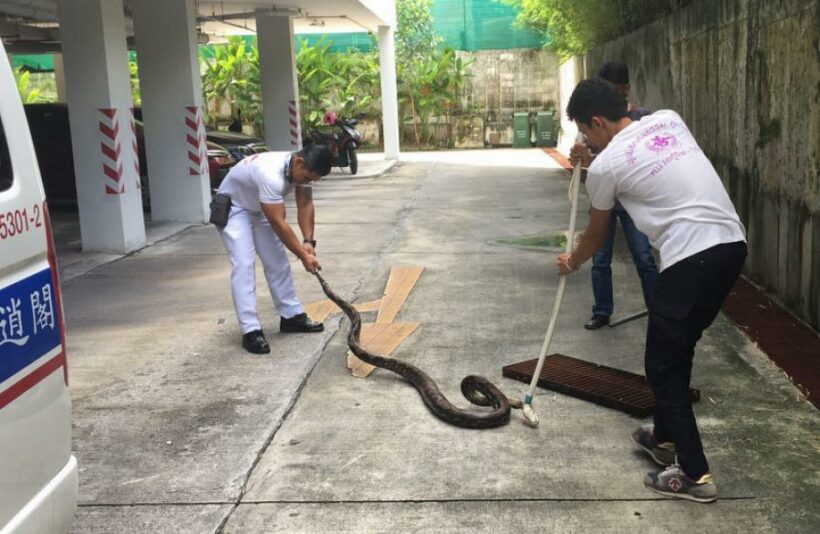 Three-meter python found in Phuket apartment building