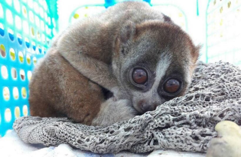 Slow loris released back into the wild