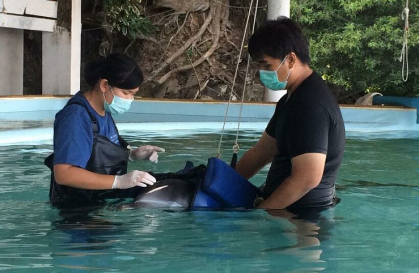 Injured dolphin stranded at Patong Beach