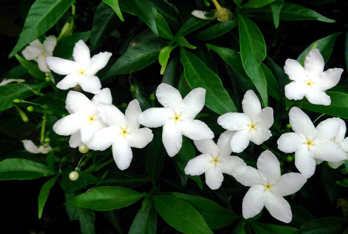 Gardening: A shrub with no enemies – allamandas