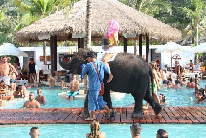 Elephants banned from Nikki Beach Club Phuket following firestorm