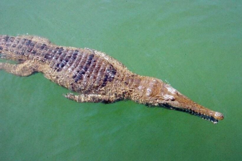 “It’s a freshwater crocodile”. The latest from the Fisheries Office Chief