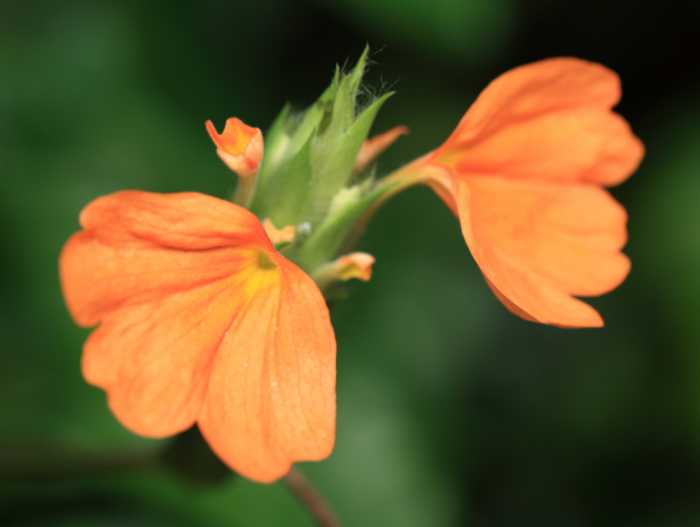 Firecrackers and fragrances: Brilliant colors and strong scents hold their own in any Phuket garden