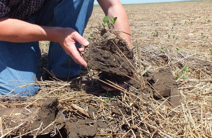 Gardening: Answer lies in top soil