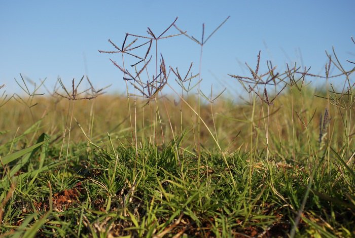 Gardening: Laying down the lawn