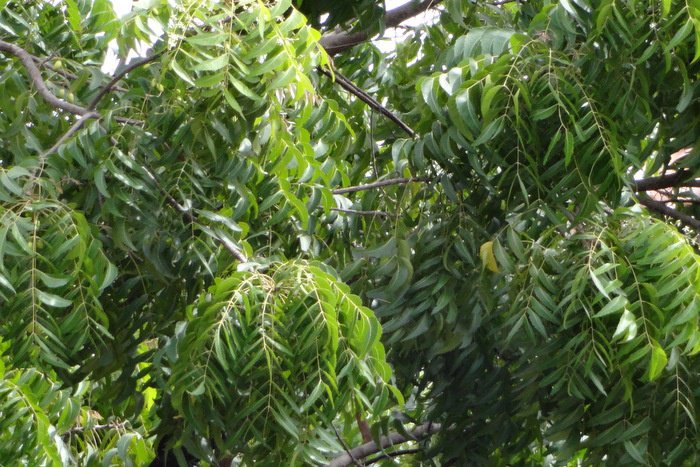 Gardening: Neem: A tree for all seasons