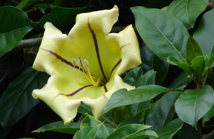 Keep It Green: Cup of gold trumps angel’s trumpet