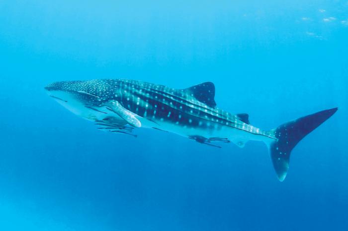 Whale shark and manta ray sightings abound in waters north of Phuket