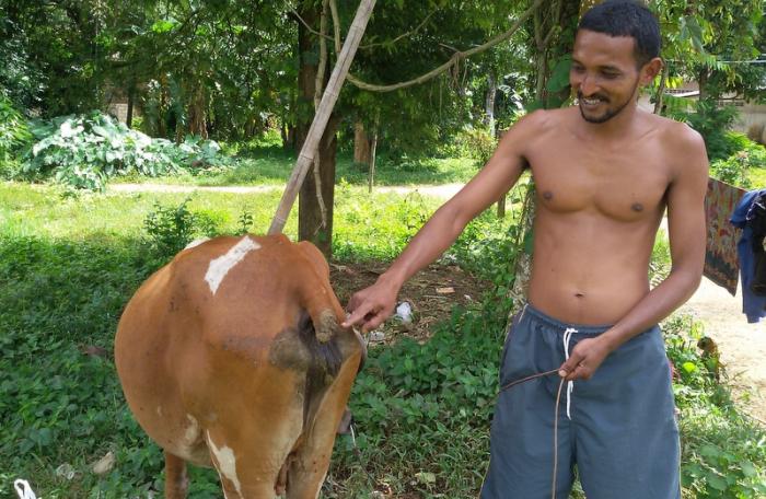 Krabi thief chops off cow’s tail