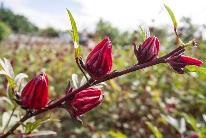 Gardening: Phuket’s tasty roselle