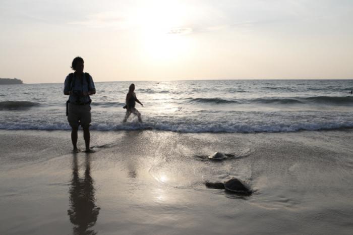 Laguna holds 20th Phuket sea turtle release