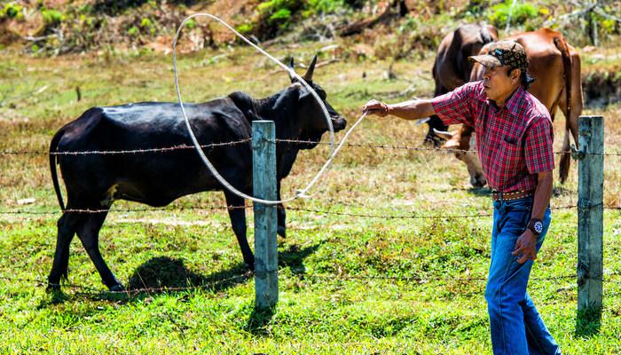 All tied up: The art of cowboy rope tricks