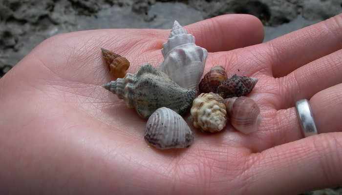 Phuket told to send seashells back to seashore