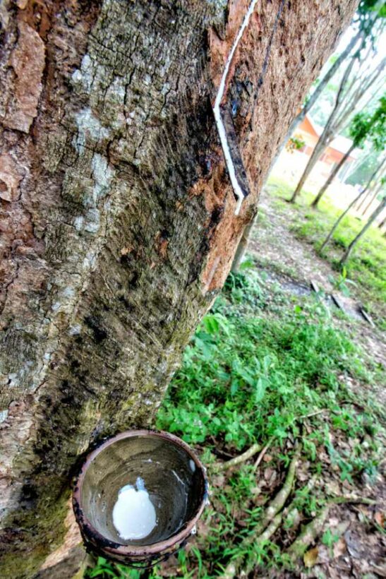 For the love of latex: A glimpse into Phuket’s role in Thailand’s rubber industry