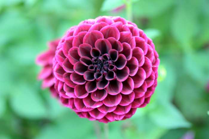 The day of the dahlia