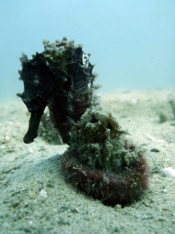 Diving: Herd of seahorses corralled off Mosquito Island