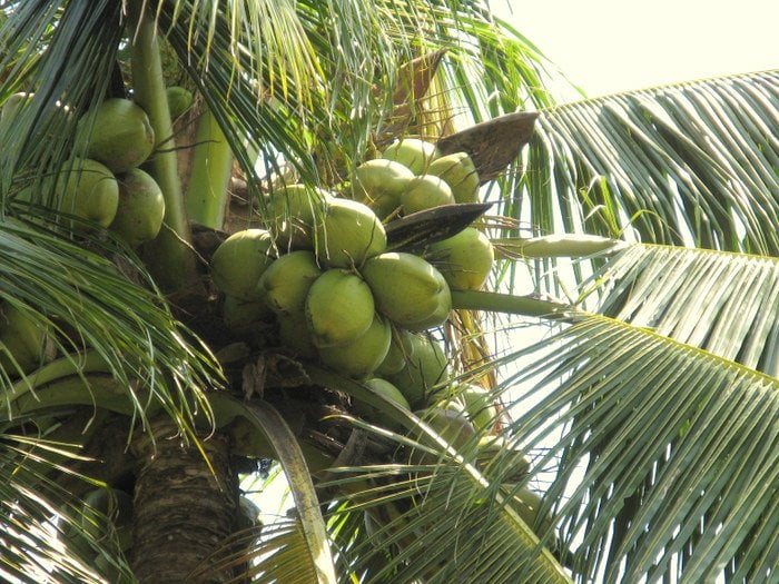 Excuse Buster: Don’t turn your back on coconuts