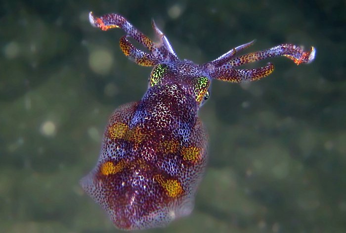 Diving: Seldom seen sea creatures revealed in Kata Beach night dive