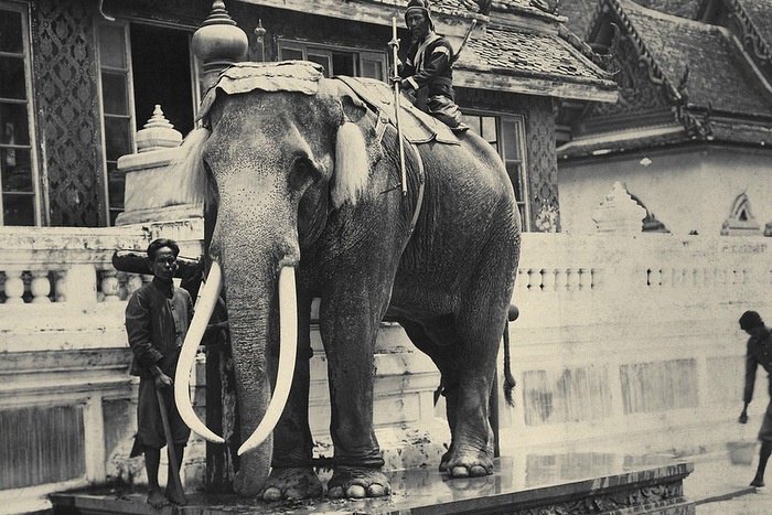 Looking Back: Elephants’ role in Thailand