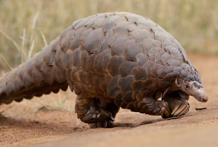 In Focus: Pity the poor pangolin