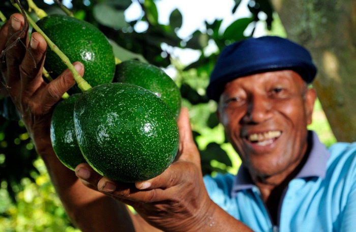 Avocado: Earth’s magical fruit