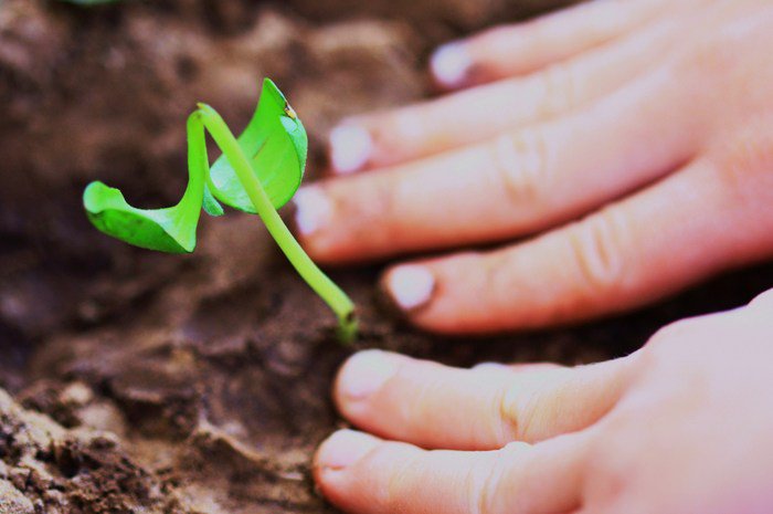 Gardening: Sowing seeds: A classroom encounter