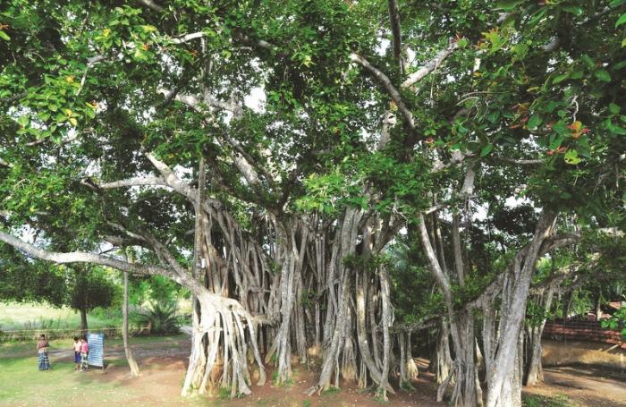 Gardening: Learning to prune banyan trees