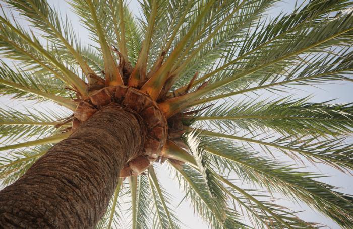 Gardening: Picking the perfect palm