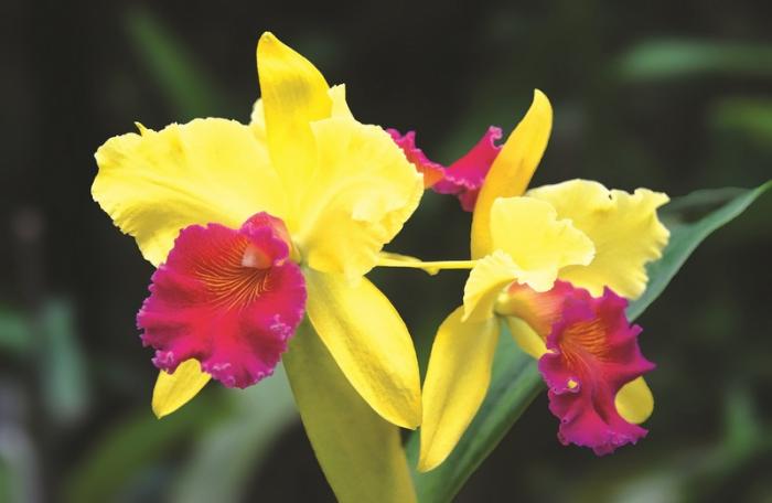 Gardening: Erotic undertones of orchids