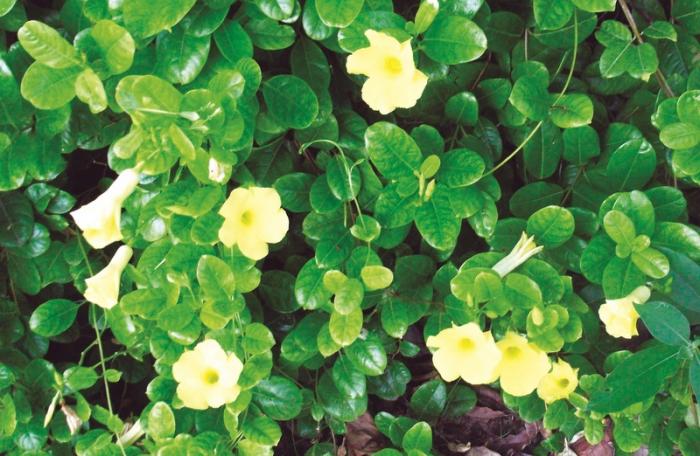 Gardening: Two valuable Mexican climbers