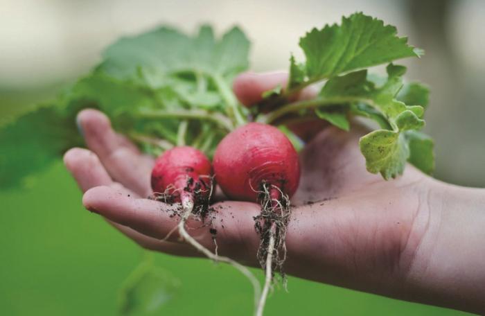 Excuse Buster: Getting your kids to eat more vegetables