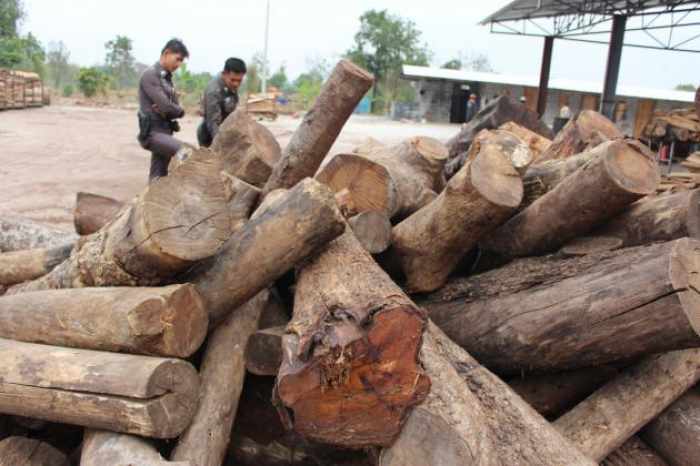 AMLO follows money trail to bring down Siamese rosewood smuggling cartel