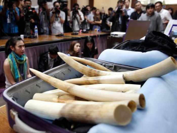 Ivory worth Bt9m seized at Suvarnabhumi airport