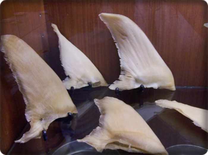 Activists plan anti-shark fin protest at THAI check-in counters worldwide