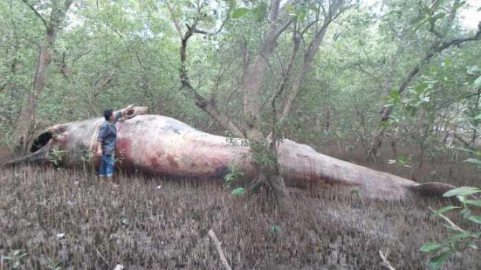 Fishing net may have caused whale’s death