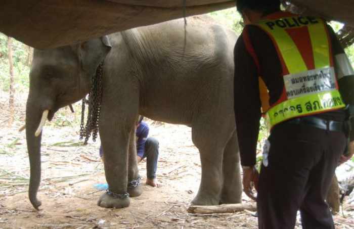 Video clip about cruelly-treated elephants prompts probe