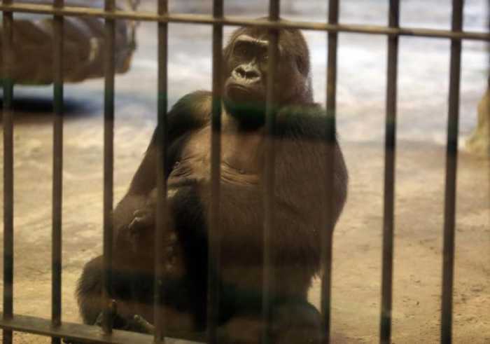 Pata Zoo fights efforts to move caged gorilla Bua Noi