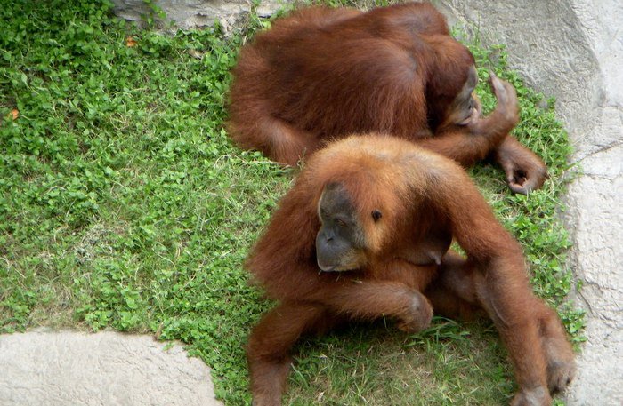 Thailand returns rescued orangutans to Indonesia