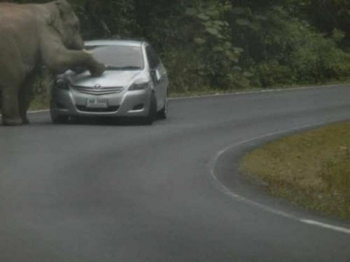 Bull elephant causing strife at Khao Yai