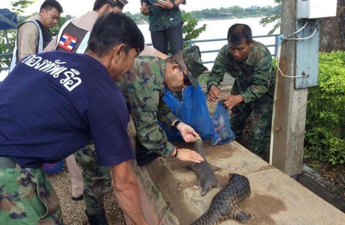 Raid leaves one pangolin smuggler dead, two arrested