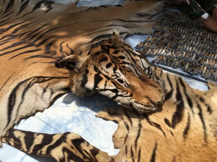 UN issues statement after more horrors discovered at Tiger Temple