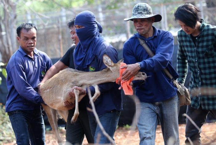 Tiger Temple’s left over animals to be relocated