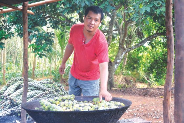 Krabi locals selling palm seeds to boost income