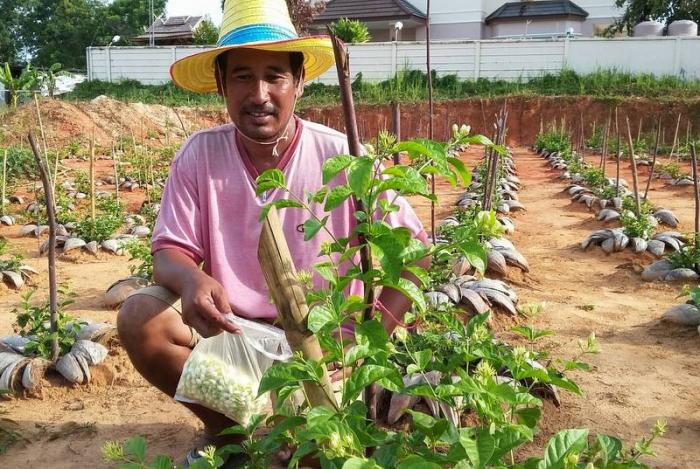 Krabi man grows cash crop in backyard